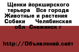 Щенки йоркширского терьера - Все города Животные и растения » Собаки   . Челябинская обл.,Снежинск г.